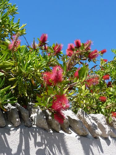 La Couronne Caro fleurs de haie
