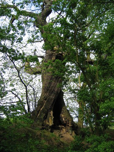 MARCHIN2010-003.jpg