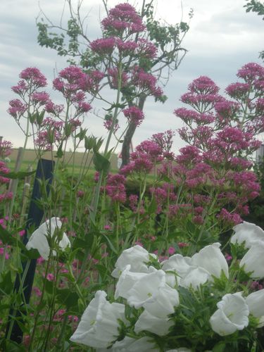 jardin juin 2010 005