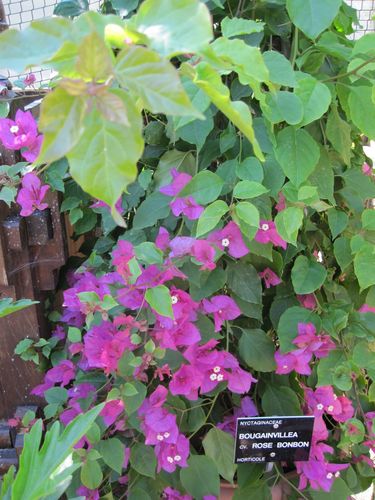 B fuchsia