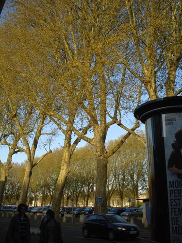 Place La Rochefoucault, Platanes proches entrée Les Arts et Métiers