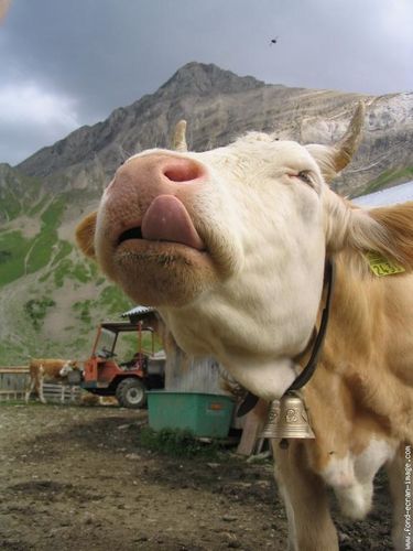 vache-mouche