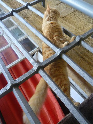 aix-chat-cat.JPG