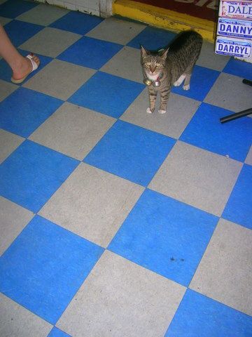 cat-chat-blue-usa.JPG
