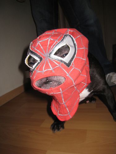 Spiderdog 6