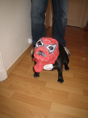 Spiderdog 5