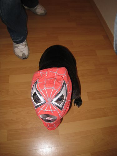Spiderdog 4