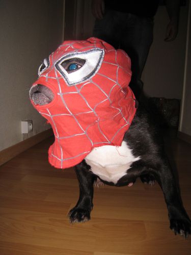 Spiderdog