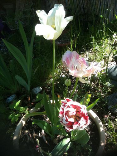 tulipes-a-fleurs-de-pivoine.jpg