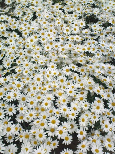 Fleur01.jpg