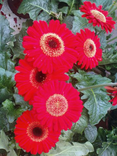 Fleur06.jpg