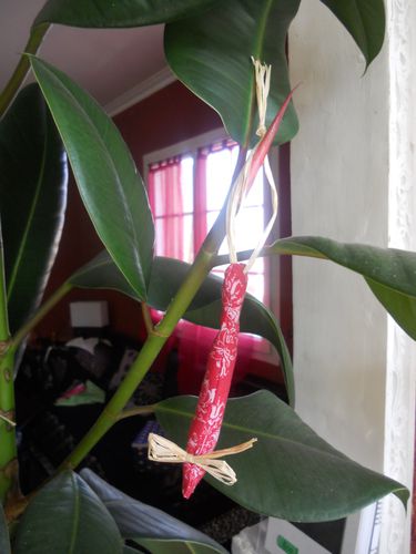 DSCN5504.JPG