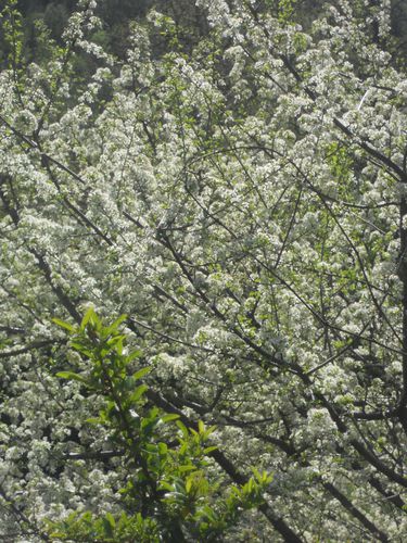 DSCN5554.JPG