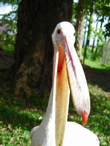 0332-0377-Pelican-LAMBARENE.jpg