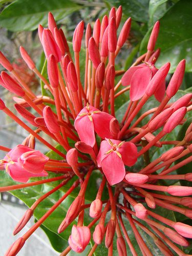 2818 Ixora Guadeloupe