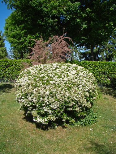2882-Arbuste-aubepine-en-fleurs.jpg