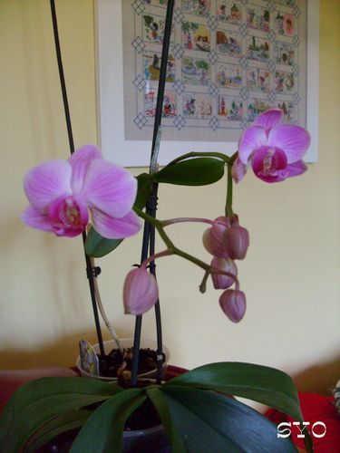 new-orchidee-aout-2010-Mamigoz--2-.JPG