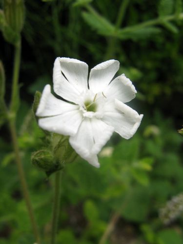 silene-fleur.jpg