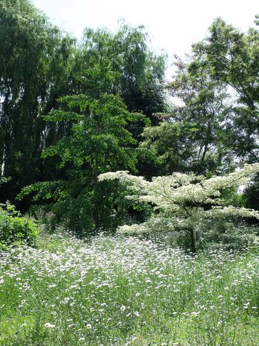 cornus