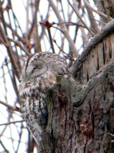 hibou redimensionner
