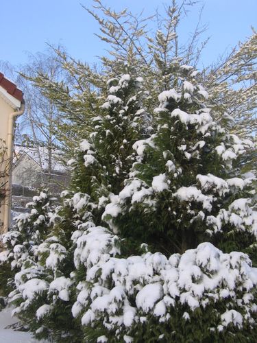neige-a-Mereville-005.jpg