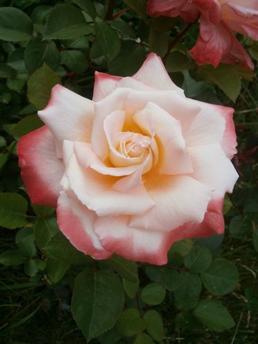 rosier casta 2 juin 2012