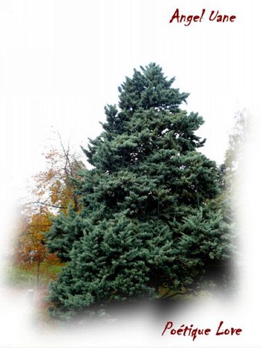 copi-Au-arbre-vert.jpg