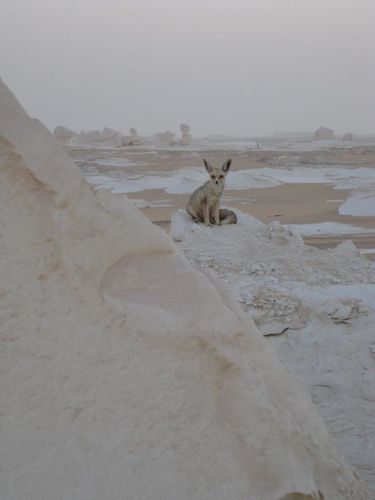 desert blanc 238RED