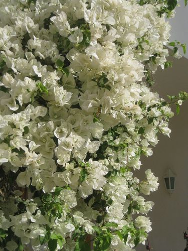 BOUGAINVILLIERS BLANC