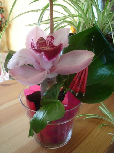 orchidée