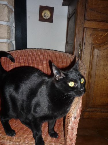 Chat noir aux yeux jaunes