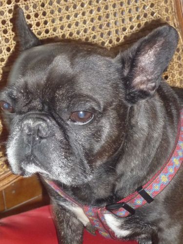 Bouledogue français assis sur une chaise