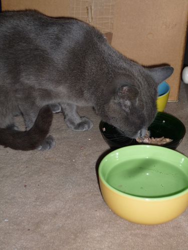 Chartreux gourmand 1