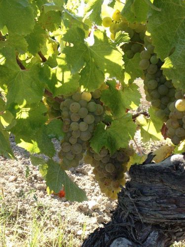 semillon.jpg