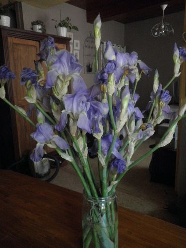 bouquet-d-iris-belisa.JPG