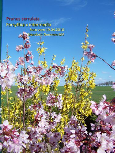 forsythia und Prunus