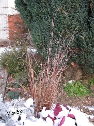 Hiver-2009-2010 2717