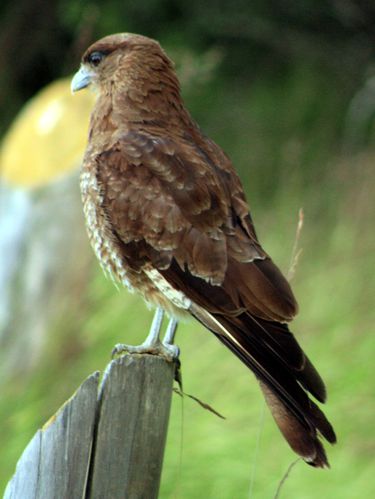 Ushuaia parc faucon1