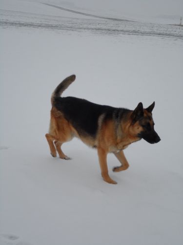 marley3