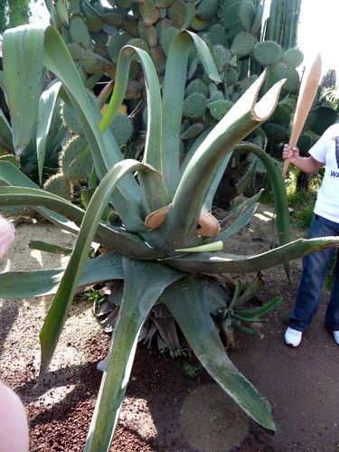 Teotihuacan agave