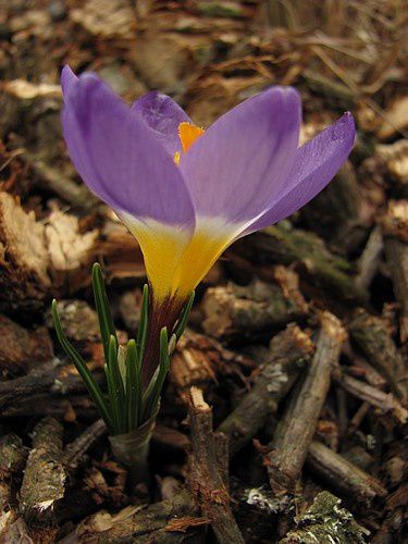 crocus-Tricolor-11-mars-11.JPG