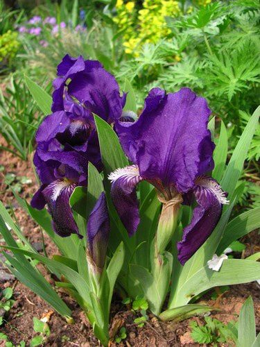 iris pumila violet 23 avr 11