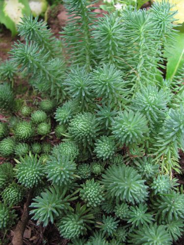 sedum reflexum Blue Spruce 13 sept 11