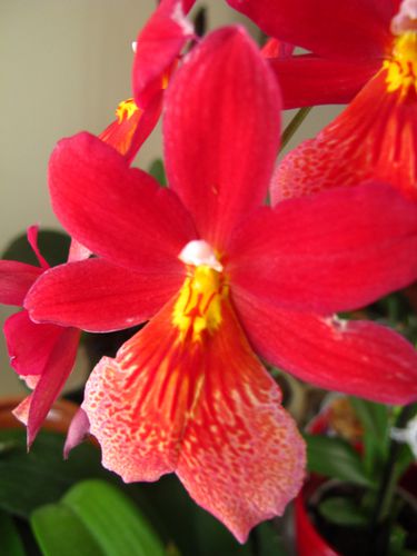 orchidees 3660Burrageara Nelly Isler