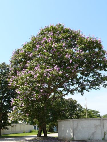 P-lagerstroemia-poincare
