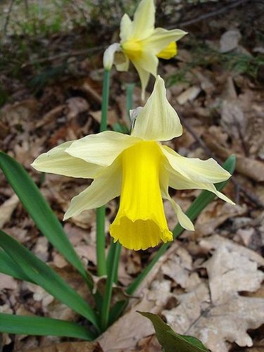 450px-Narcissus pseudonarcissus1