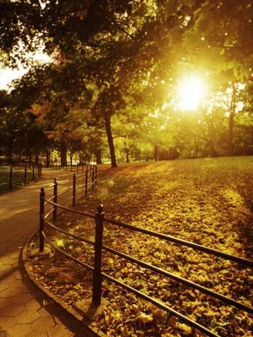 sunrise-in-central-park.jpg