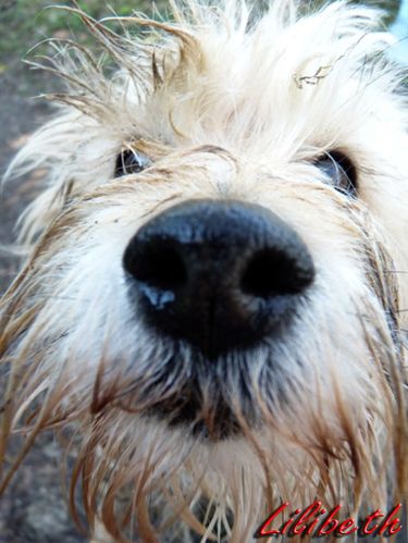chien1 jouy