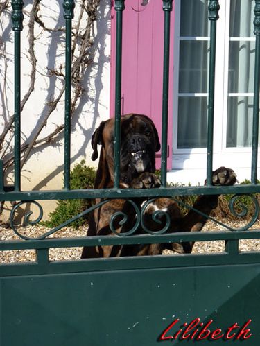 chien2 jouy