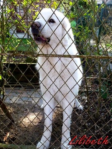 chien3 jouy